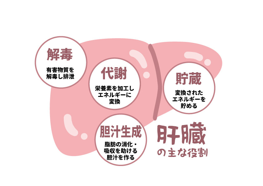 肝臓の役割のイラスト